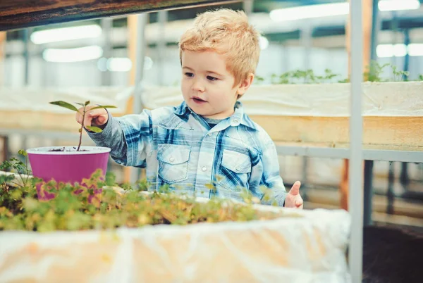 ピンクの鉢に花を植える小さな金髪の少年。温室での楽しい時間 — ストック写真