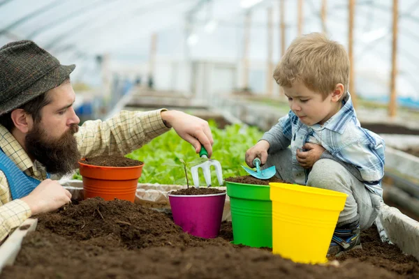 花をポッティング。父と息子は花をポッティング。子供とその父親と花を鉢植え。父と小さな男の子が温室で花を植える。家系図を植える. — ストック写真