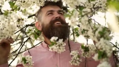 Çiçek açan kiraz ağacının yanında sakallı erkek yüzü. Sakallı kiraz çiçeği olan hipster. Yumuşak beyaz çiçeklerin yanında gülümseyen yüzünde sakallı ve bıyıklı adam. Bahar ruh kavramı.