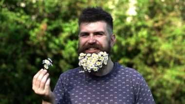 Bahar tatili için süslenmiş sakallı sakallı sakallı bir adam. Sakaldaki çiçek. Tazelik kavramı. Sakallı papatya ya da papatya çiçekleri olan adam. Sakallı ve bıyıklı adam baharın tadını çıkarıyor.