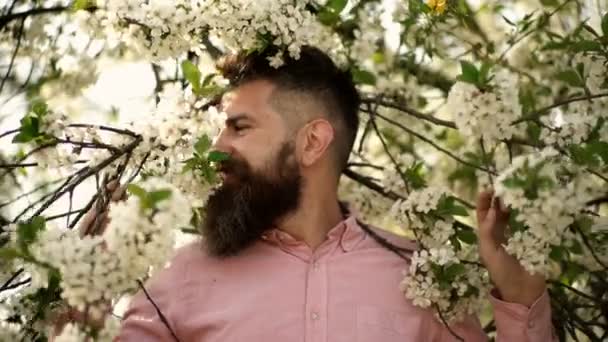 Férfi szakáll és bajusz a mosolygó arc közelében cseresznyefa virágokkal. Lágy és szelíd koncepció. Szakállas férfi stílusos hajvágással, virágokkal a háttérben, közelről. Csípő közelében ága cseresznyefa — Stock videók