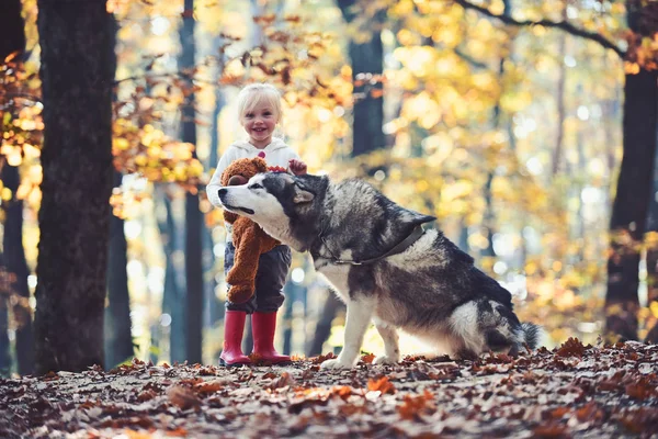 Pies husky z dzieckiem na świeże powietrze z zewnątrz. Pies i dziewczynka w lesie jesienią — Zdjęcie stockowe