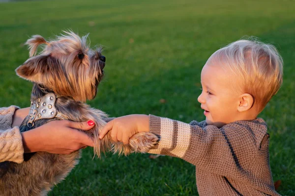 Verdadeira amizade. Melhores amigos para sempre. Feliz infância. Doces recordações de infância. Criança brincar com cão terrier yorkshire. Menino desfrutar de lazer com amigo cão. Pequena criança bebê andar com cão — Fotografia de Stock