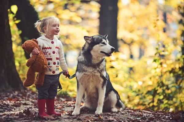 Hond en klein meisje in het herfstbos. Hond husky met kind op frisse lucht buiten — Stockfoto