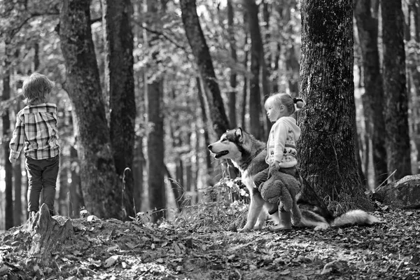 Niños y husky en el bosque de otoño de fondo —  Fotos de Stock