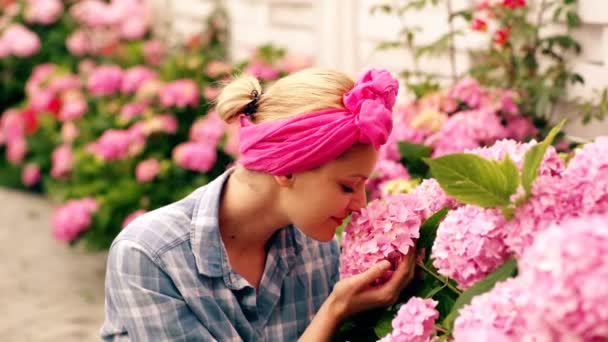 수 국입니다. 봄, 여름입니다. 꽃 케어 고 급수입니다. 토양 및 비료 온실 꽃입니다. 정원에서 꽃 들 여자입니다. 꽃과 함께 하는 행복 한 여자 정원사 그것은 내 가장 좋아하는 꽃. — 비디오
