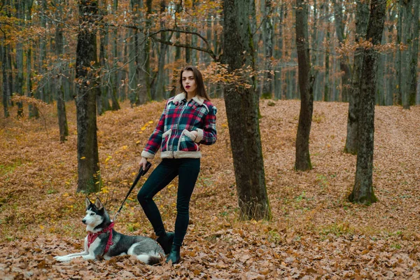 Animal de estimação favorito husky siberiano. Criação de animais. Menina mulher muito elegante andando com floresta de outono cão husky. Amor incondicional. Conceito de cão pedigree. Menina gosta de andar com cão husky. Melhores amigos — Fotografia de Stock