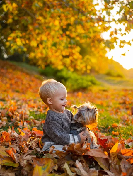 小男孩和他的狗朋友一起享受秋天。秋天阳光灿烂的日子里，小孩子和狗一起散步。温暖和舒适。快乐的童年甜蜜的童年回忆与约克郡的宠物狗玩耍 — 图库照片