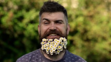 Papatyalı Hipster mutlu görünüyor. Sakallı papatya çiçekleri olan sakallı adam, çimen arka planı, defokus. Çevre dostu yaşam tarzı kavramı. Taze saç kesimi ile sakallı adam çiçek çalı ile poz.