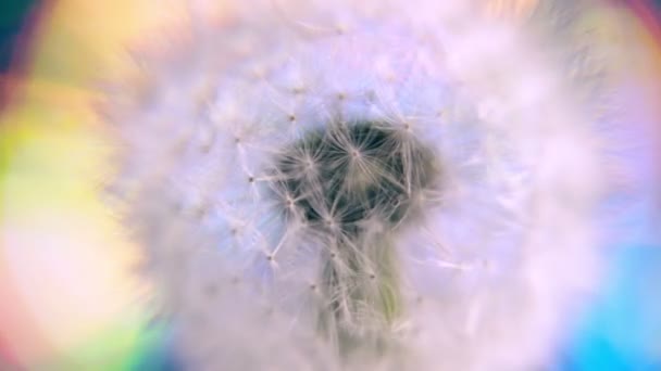 Diente de león en un fondo borroso abstracto. Diente de león de cerca sobre fondo borroso abstracto. primer plano del reloj de diente de león abstracto, sobre fondo borroso. Primavera flores y verano . — Vídeo de stock