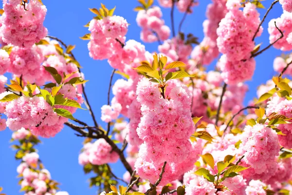 Fiore di margherita, fiori di margherita in fiore nel prato. Fiore di ciliegio. Sacura ciliegio. Festival dei fiori di ciliegio di Vancouver . — Foto Stock