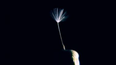 Karahindiba siyah bir arka plan, makro. Karahindiba ve son tohum uçmak üzere. Saç dökülmesi kavramı - kel. Saç dökülmesi kavramı - Alopesi areata. İlkbahar, yaz saati.