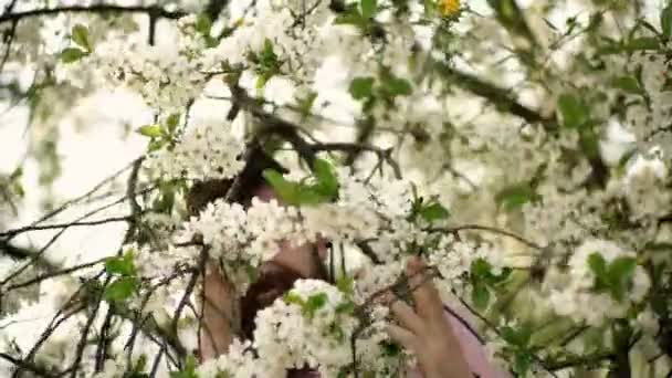 봄이 되면 벚꽃이 만개하는 아름다운 풍경이 있는 핑크 셔츠를 입은 행복한 남자. 아름다운 봄 시간, 사랑의 시간. 정원에서 체리의 꽃 뒤에 숨어있는 남자. — 비디오