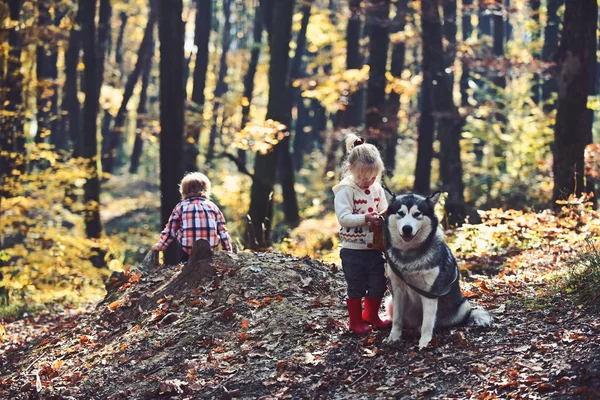 Triest klein meisje en jongen met grote hond in het bos in de herfst — Stockfoto