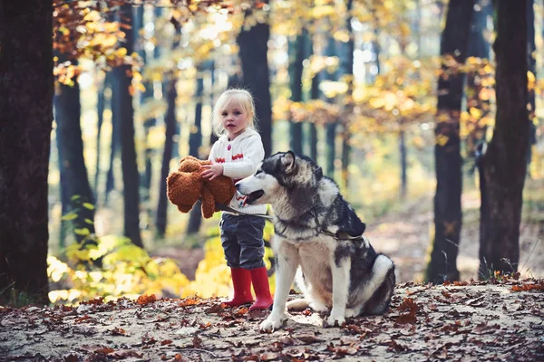 Friends girl and dog play in autumn forest. Friends child and husky play on fresh air in woods outdoor