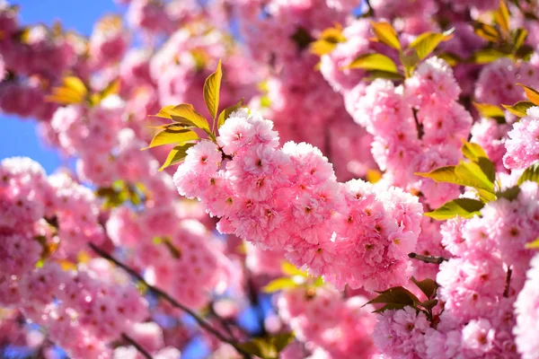 Sakura Festival. Fiore di ciliegio. Sacura ciliegio. Vancouver Cherry Blossom Festival. Sakura Festival. Ciliegia giapponese. Prunus serrulata . — Foto Stock