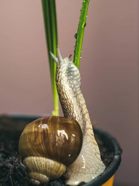 Wenig Schleim mit Schalenpflanzentopf. Kosmetologie Schönheitsoperation. heilender Schleim. Kosmetik und Schneckenschleim. Schneckenhofkonzept. niedliche Schnecke in der Nähe grüner Pflanze. Naturheilmittel. bezaubernde Schnecke aus nächster Nähe — Stockfoto