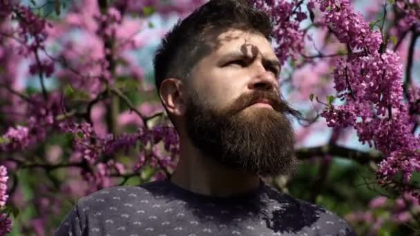 Hipster goza de primavera perto da flor violeta. Conceito de fragrância. Homem com barba e bigode no rosto estrito perto de flores no dia ensolarado. Homem barbudo com corte de cabelo fresco posando com flor de judas árvore . — Vídeo de Stock