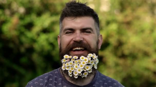 Man med skägg på leende ansikte njuta av livet utan allergi. Bearded man med daisy blommor i skägg, gräs bakgrund, defokuserad. Vår-och sommar allergi konceptet. Hipster med prästkragar ser lycklig ut. — Stockvideo