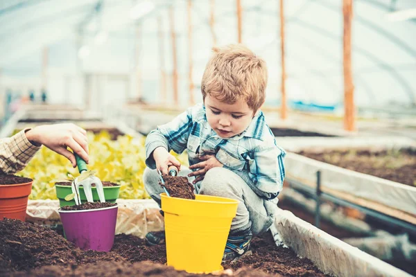 Grabben fyller gul kruka med jord, manlig hand hållande hand gaffel. Blont barn spelar i växthus. Pedagogiska spel koncept — Stockfoto