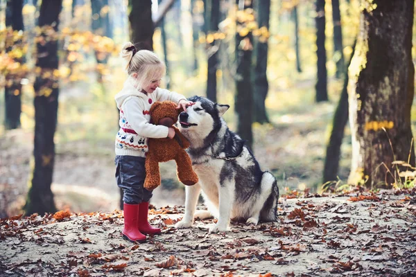 Meisje spelen met husky en teddy bear op frisse lucht buiten. Meisje met hond in herfst bos — Stockfoto