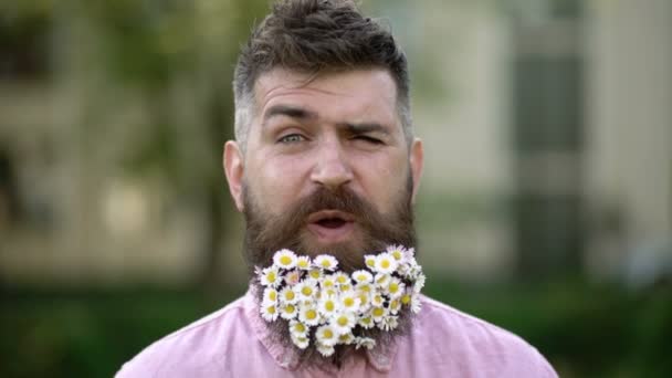 El hombre con barba en la cara feliz disfrutar de la vida en el medio ambiente ecológico. Concepto de estilo de vida ecológico. Hipster con margaritas se ve feliz. Hombre barbudo con flores de margarita en barba, fondo de hierba, desenfocado . — Vídeos de Stock