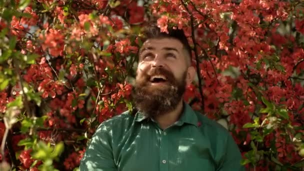 Hipster en camisa verde cerca de ramas de árbol rojo. Hombre con barba y bigote en la cara sonriente cerca de flores. Hombre barbudo con corte de pelo elegante con flores de árbol rojo en el fondo. Concepto de armonía . — Vídeos de Stock