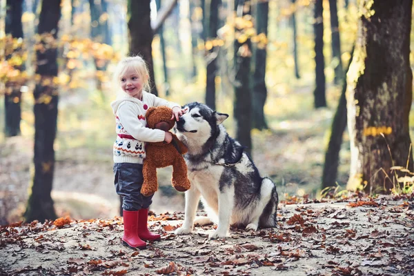 Amis enfant et husky jouent sur l'air frais dans les bois en plein air. Amis fille et chien jouent dans la forêt d'automne — Photo