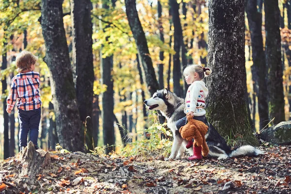 Niños y husky en el bosque de otoño de fondo —  Fotos de Stock