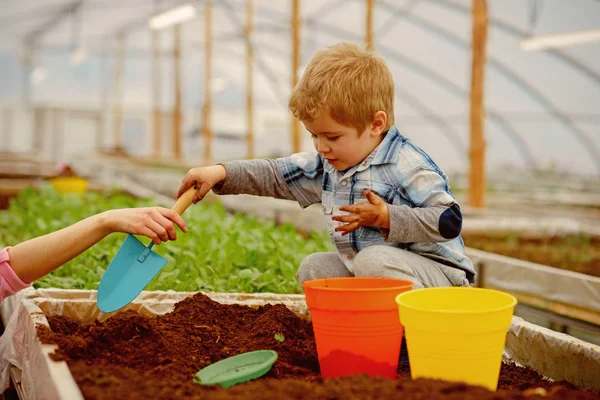 Liten pojke. liten pojke arbete i växthus. Little boy gardener leka med jord. liten pojke behöver hjälp av mor. blommor behöver bra vård. — Stockfoto