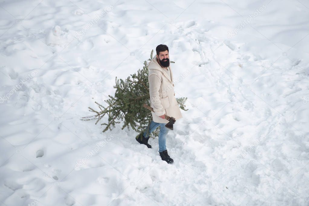 Man is going to cut a Christmas tree. Bearded man is carrying Christmas tree in the wood. Theme Christmas holidays winter new year. Modern Santa. New year party.