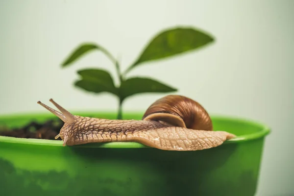 Muco de cura. Cosméticos e muco de caracol. Procedimento de beleza Cosmetology. Caracol bonito perto de planta verde. Remédios naturais. Adorável caracol de perto. Pouco lodo com concha ou caracol em vaso de plantas — Fotografia de Stock