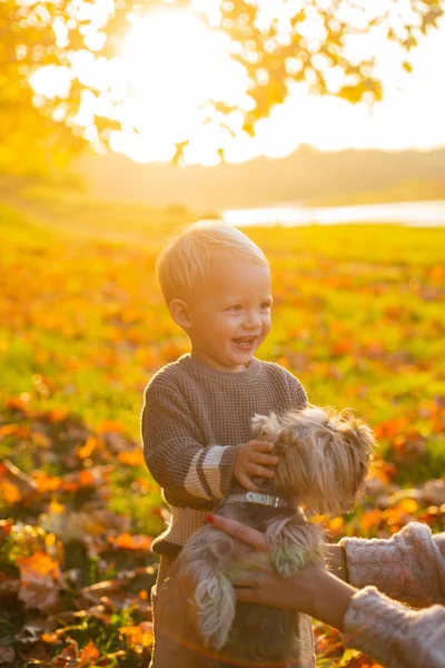 Basit mutluluk. Mutlu çocukluk. Tatlı çocukluk anıları. Yorkshire terrier köpek ile çocuk oyun. Toddler çocuk köpek arkadaşı ile sonbahar keyfini çıkarın. Köpek ile güneşli sonbahar günü yürüyüş küçük bebek bebek — Stok fotoğraf