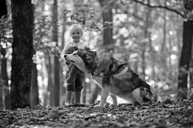 Çocuk temiz hava açık tarih ile husky köpek. Köpek ve sonbahar ormandaki küçük kız