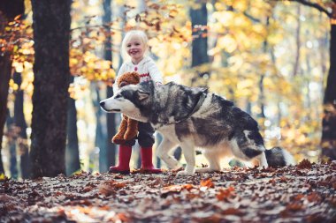 Malamute ve temiz hava açık üzerinde oyuncak ayı ile evlat. Çocuk oyun sonbahar orman köpek ile