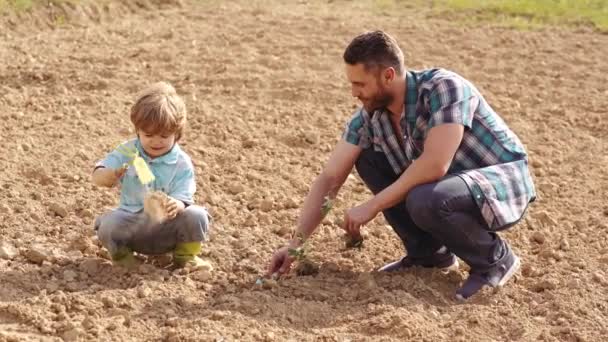 Pai e filho felizes plantando no campo de primavera. Ferramentas de jardim. Eco vida - pai e filho agricultor plantio na fazenda com fundo rural. Agricultura e cultura agrícola . — Vídeo de Stock