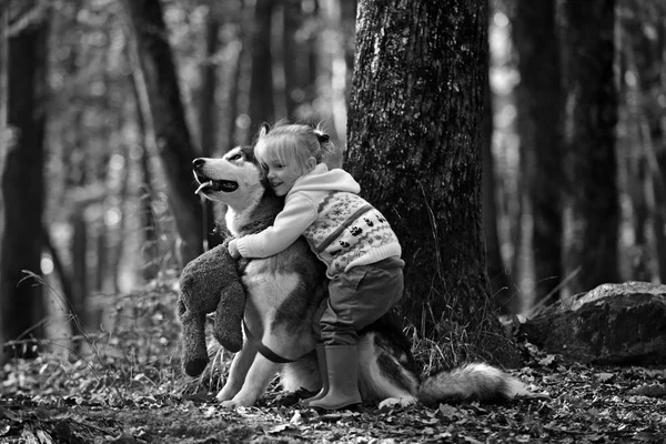 Fille dans le parc avec chien husky. Fille avec husky sibérien. Charmante fille joue avec husky sibérien. Fille marche avec chien de chasse — Photo