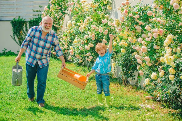 Уход за цветами и полив роз. Дедушка с внуком, вместе занимающимся садом. Ребенок в саду поливает розы. Старший садовник . — стоковое фото