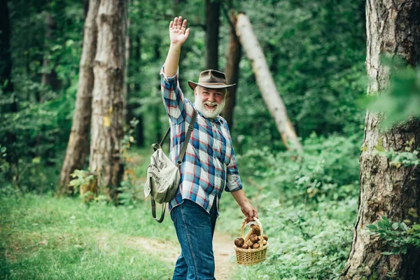 Pilze sammeln. Alter Mann zu Fuß. Opa Rentner. Senioren wandern im Wald. — Stockfoto