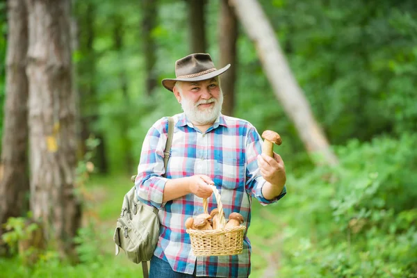 Avô reunir cogumelos na floresta de verão. Velho a andar. Avô aposentado. Caminhadas seniores na floresta. Verão e hobbies . — Fotografia de Stock