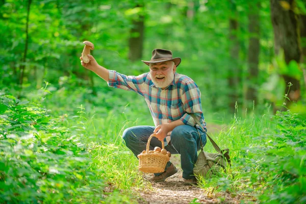 Senioren sammeln Waldbeeren und Pilze im Nationalpark-Wald. Großvater. — Stockfoto