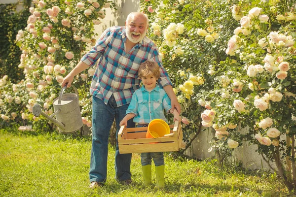 Уход за цветами и полив роз. Дедушка с внуком, вместе занимающимся садом. Садовник срезал цветы в своем саду. Дедушка с внуком работает в саду . — стоковое фото