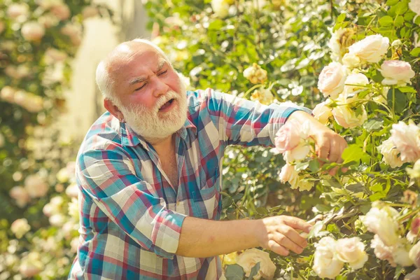 Senior man gardening in garden. Hobbies and leisure. Growing plants. — Stock Photo, Image