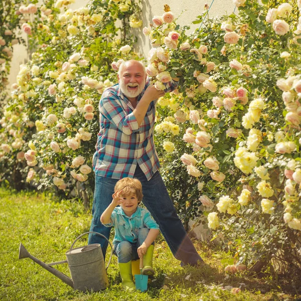 Gardening - Grandfather gardener in sunny garden planting roses. His enjoys talking to grandfather. Hobbies and leisure. Spring and summer. — Stock Photo, Image