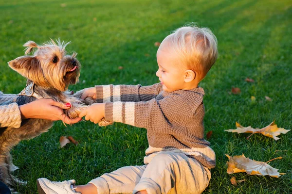 Geniet van het spel met je vriend. Echte Kinder emoties. Mooie kleine jongen spelen met haar Yorkshire Terrier in Park. — Stockfoto