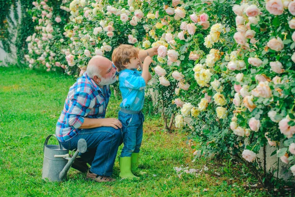 Heureux jardiniers avec des fleurs de printemps. Grand-père parlant à son petit-fils . — Photo