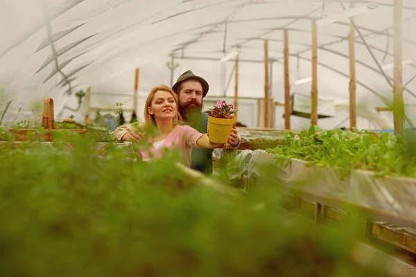Tájrendezési. boldog pár szereti florisztika. Florisztikai üvegházhatást okozó. férfi és nő van florisztika üzleti. munka, a növények is nagy öröm. — Stock Fotó