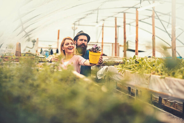 Two gardeners look at beautiful flower in yellow pot. Brutal man in fedora hat with long beard hugging smiling blond lady in greenhouse. Family business concept