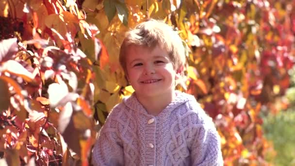 Bel enfant en pull dans la nature d'automne. Joyeux enfant rit à l'extérieur sur fond de feuilles d'automne. Enfant en bas âge ou enfant d'âge préscolaire à l'automne . — Video