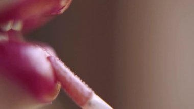 kırmızı ruj ile kadın dudakları kapatın. Ağzını aç. Dudak paleti duyguları yakın çekim. Büyük tombul kadın dudakları.